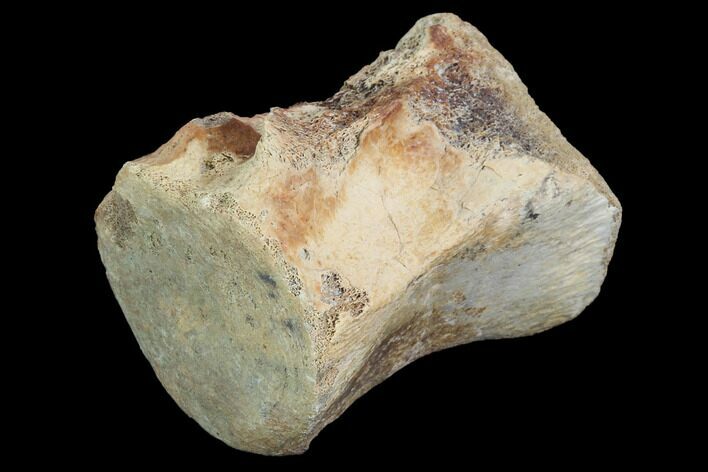 Pachycephalosaurus Caudal Vertebra - Montana #100980